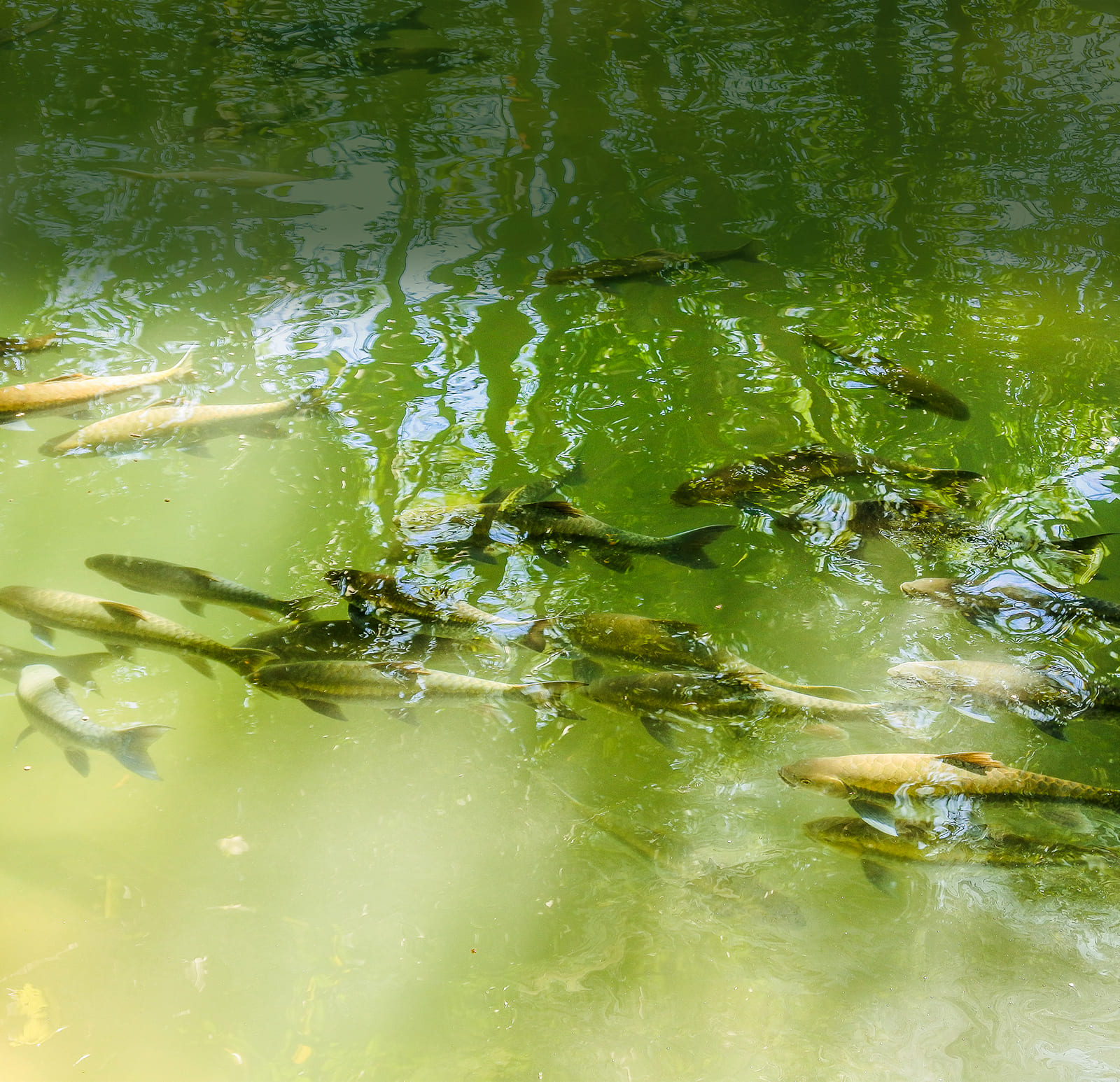 Група рибок плаває в прозорій зеленій воді. Сонячне світло проникає на поверхню, створюючи відблиски та світлові візерунки на воді. Видно деякі підводні рослини та водорості, що доповнює безтурботну природну картину, що нагадує високоякісний водний рай, який ви хотіли б купити для свого дому.